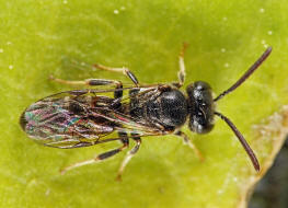 Lasioglossum laticeps / Breitkopf-Schmalbiene / Schmal- / Furchenbienen - Halictidae / Ordnung: Hautflgler - Hymenoptera