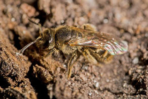 Lasioglossum laticeps / Breitkopf-Schmalbiene / Schmal- / Furchenbienen - Halictidae / Ordnung: Hautflgler - Hymenoptera