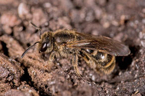 Lasioglossum laticeps / Breitkopf-Schmalbiene / Schmal- / Furchenbienen - Halictidae / Ordnung: Hautflgler - Hymenoptera