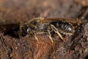 Lasioglossum lativentre / Breitbauch-Schmalbiene / Schmal- / Furchenbienen - Halictidae / Hautflgler - Hymenoptera