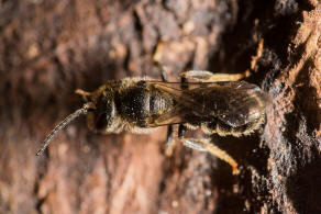 Lasioglossum lativentre / Breitbauch-Schmalbiene / Schmal- / Furchenbienen - Halictidae / Hautflgler - Hymenoptera