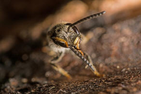 Lasioglossum lativentre / Breitbauch-Schmalbiene / Schmal- / Furchenbienen - Halictidae / Hautflgler - Hymenoptera