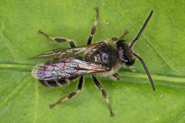 Lasioglossum (Lasioglossum) leucozonium / Weibinden Schmalbiene / Schmal- / Furchenbienen - Halictidae / Ordnung: Hautflgler - Hymenoptera