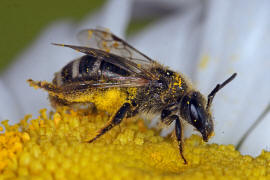 Lasioglossum (Lasioglossum) leucozonium / Weibinden Schmalbiene / Schmal- / Furchenbienen - Halictidae / Ordnung: Hautflgler - Hymenoptera