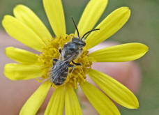 Lasioglossum (Lasioglossum) leucozonium / Weibinden Schmalbiene / Halictinae ("Furchenbienenartige")