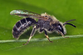 Lasioglossum (Lasioglossum) leucozonium / Weibinden Schmalbiene / Schmal- / Furchenbienen - Halictidae / Ordnung: Hautflgler - Hymenoptera