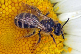 Lasioglossum (Lasioglossum) leucozonium / Weibinden Schmalbiene / Schmal- / Furchenbienen - Halictidae / Ordnung: Hautflgler - Hymenoptera