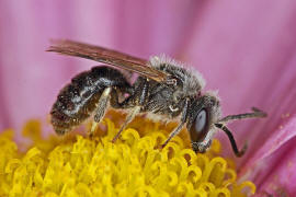 Lasioglossum (Lasioglossum) leucozonium / Weibinden Schmalbiene / Schmal- / Furchenbienen - Halictidae / Ordnung: Hautflgler - Hymenoptera