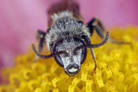 Lasioglossum (Lasioglossum) leucozonium / Weibinden Schmalbiene / Schmal- / Furchenbienen - Halictidae / Ordnung: Hautflgler - Hymenoptera