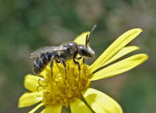 Lasioglossum (Lasioglossum) leucozonium / Weibinden Schmalbiene / Halictinae ("Furchenbienenartige")