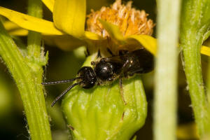 Lasioglossum monstrificum / Wangendorn-Schmalbiene / Schmal- / Furchenbienen - Halictidae / Hautflgler - Hymenoptera