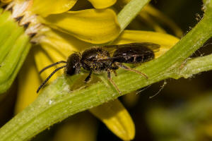 Lasioglossum monstrificum / Wangendorn-Schmalbiene / Schmal- / Furchenbienen - Halictidae / Hautflgler - Hymenoptera