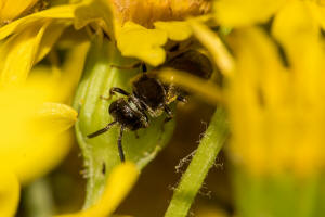 Lasioglossum monstrificum / Wangendorn-Schmalbiene / Schmal- / Furchenbienen - Halictidae / Hautflgler - Hymenoptera