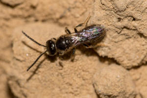 Lasioglossum monstrificum / Wangendorn-Schmalbiene / Schmal- / Furchenbienen - Halictidae / Hautflgler - Hymenoptera