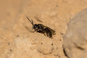 Lasioglossum monstrificum / Wangendorn-Schmalbiene / Schmal- / Furchenbienen - Halictidae / Hautflgler - Hymenoptera