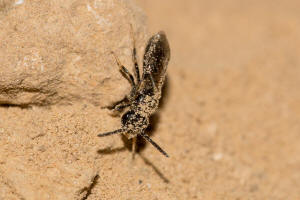 Lasioglossum monstrificum / Wangendorn-Schmalbiene / Schmal- / Furchenbienen - Halictidae / Hautflgler - Hymenoptera