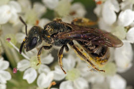 Lasioglossum morio / Dunkelgrne Gold-Schmalbiene / Schmal- / Furchenbienen - Halictidae / Ordnung: Hautflgler - Hymenoptera