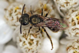 Lasioglossum morio / Dunkelgrne Gold-Schmalbiene / Schmal- / Furchenbienen - Halictidae / Ordnung: Hautflgler - Hymenoptera