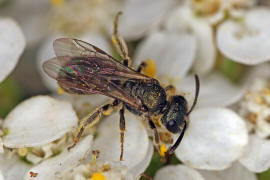 Lasioglossum morio / Dunkelgrne Gold-Schmalbiene / Schmal- / Furchenbienen - Halictidae / Ordnung: Hautflgler - Hymenoptera