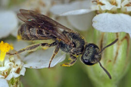 Lasioglossum morio / Dunkelgrne Gold-Schmalbiene / Schmal- / Furchenbienen - Halictidae / Ordnung: Hautflgler - Hymenoptera