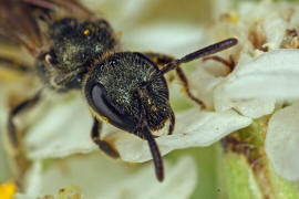 Lasioglossum morio / Dunkelgrne Gold-Schmalbiene / Schmal- / Furchenbienen - Halictidae / Ordnung: Hautflgler - Hymenoptera