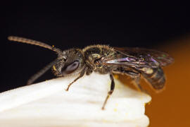 Lasioglossum morio / Dunkelgrne Gold-Schmalbiene / Schmal- / Furchenbienen - Halictidae / Ordnung: Hautflgler - Hymenoptera