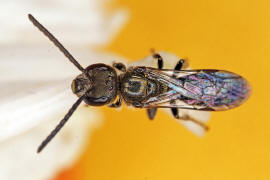 Lasioglossum morio / Dunkelgrne Gold-Schmalbiene / Schmal- / Furchenbienen - Halictidae / Ordnung: Hautflgler - Hymenoptera