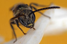 Lasioglossum morio / Dunkelgrne Gold-Schmalbiene / Schmal- / Furchenbienen - Halictidae / Ordnung: Hautflgler - Hymenoptera