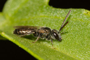 Lasioglossum morio / Dunkelgrne Gold-Schmalbiene / Schmal- / Furchenbienen - Halictidae / Ordnung: Hautflgler - Hymenoptera