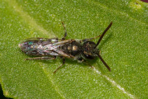 Lasioglossum morio / Dunkelgrne Gold-Schmalbiene / Schmal- / Furchenbienen - Halictidae / Ordnung: Hautflgler - Hymenoptera