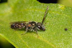 Lasioglossum morio / Dunkelgrne Gold-Schmalbiene / Schmal- / Furchenbienen - Halictidae / Ordnung: Hautflgler - Hymenoptera