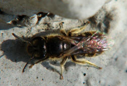 Lasioglossum (Lasioglossum) pallens / Frhlings-Schmalbiene / Schmal- / Furchenbienen - Halictidae / Ordnung: Hautflgler - Hymenoptera