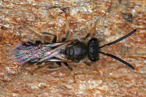 Lasioglossum (Lasioglossum) pallens / Frhlings-Schmalbiene / Schmal- / Furchenbienen - Halictidae / Ordnung: Hautflgler - Hymenoptera