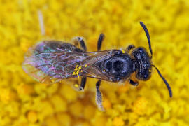 Lasioglossum (Evylaeus) pauxillum / Acker-Schmalbiene / Schmal- / Furchenbienen - Halictidae / Ordnung: Hautflügler - Hymenoptera