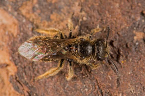 Lasioglossum (Evylaeus) pauxillum / Acker-Schmalbiene / Schmal- / Furchenbienen - Halictidae / Ordnung: Hautflgler - Hymenoptera