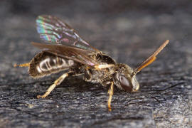 Lasioglossum (Evylaeus) pauxillum / Acker-Schmalbiene / Schmal- / Furchenbienen - Halictidae / Ordnung: Hautflgler - Hymenoptera