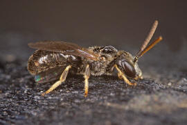 Lasioglossum (Evylaeus) pauxillum / Acker-Schmalbiene / Schmal- / Furchenbienen - Halictidae / Ordnung: Hautflgler - Hymenoptera