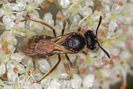 Lasioglossum (Evylaeus) pauxillum / Acker-Schmalbiene / Schmal- / Furchenbienen - Halictidae / Ordnung: Hautflgler - Hymenoptera