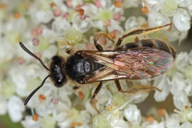 Lasioglossum (Evylaeus) pauxillum / Acker-Schmalbiene / Schmal- / Furchenbienen - Halictidae / Ordnung: Hautflgler - Hymenoptera