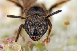 Lasioglossum (Evylaeus) pauxillum / Acker-Schmalbiene / Schmal- / Furchenbienen - Halictidae / Ordnung: Hautflgler - Hymenoptera