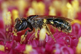 Lasioglossum politum / Polierte Schmalbiene / Schmal- / Furchenbienen - Halictidae / Ordnung: Hautflgler - Hymenoptera