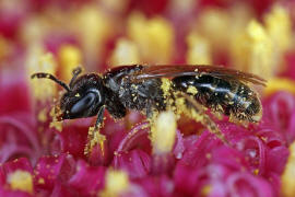 Lasioglossum politum / Polierte Schmalbiene / Schmal- / Furchenbienen - Halictidae / Ordnung: Hautflgler - Hymenoptera