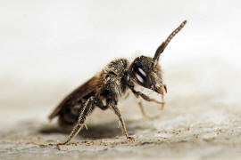 Lasioglossum politum / Polierte Schmalbiene / Schmal- / Furchenbienen - Halictidae / Ordnung: Hautflgler - Hymenoptera