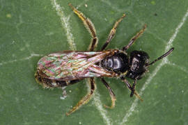 Lasioglossum politum / Polierte Schmalbiene / Schmal- / Furchenbienen - Halictidae / Ordnung: Hautflgler - Hymenoptera