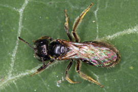 Lasioglossum politum / Polierte Schmalbiene / Schmal- / Furchenbienen - Halictidae / Ordnung: Hautflgler - Hymenoptera