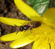Lasioglossum spec. / Unbestimmte Schmalbiene / Halictinae ("Furchenbienenartige")