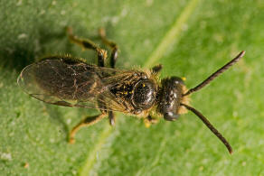 Lasioglossum villosulum / Zottige Schmalbiene (Mnnchen) / Schmal- / Furchenbienen - Halictidae / Ordnung: Hautflgler - Hymenoptera