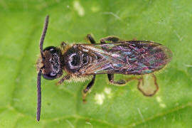 Lasioglossum villosulum / Zottige Schmalbiene (Mnnchen) / Schmal- / Furchenbienen - Halictidae / Ordnung: Hautflgler - Hymenoptera