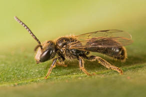 Lasioglossum villosulum / Zottige Schmalbiene (Mnnchen) / Schmal- / Furchenbienen - Halictidae / Ordnung: Hautflgler - Hymenoptera