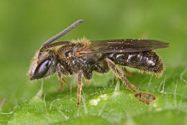 Lasioglossum villosulum / Zottige Schmalbiene (Mnnchen) / Schmal- / Furchenbienen - Halictidae / Ordnung: Hautflgler - Hymenoptera